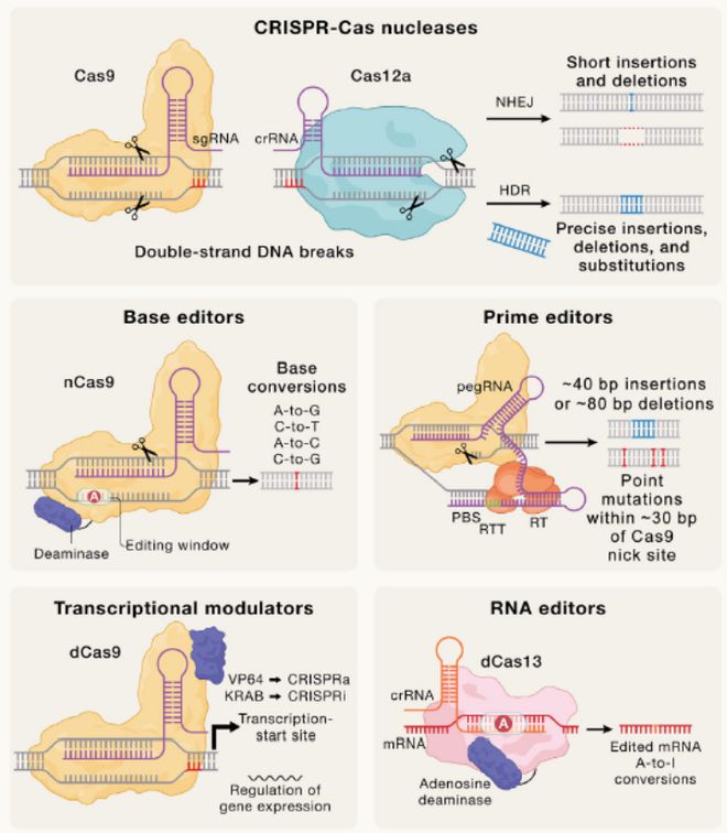 Cell｜CRISPR基因編輯技術(shù)的過去、現(xiàn)在和未來(圖4)