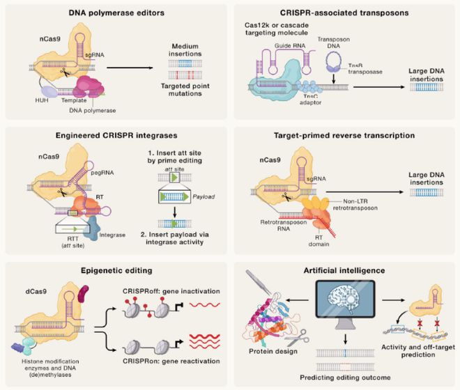Cell｜CRISPR基因編輯技術(shù)的過去、現(xiàn)在和未來(圖7)